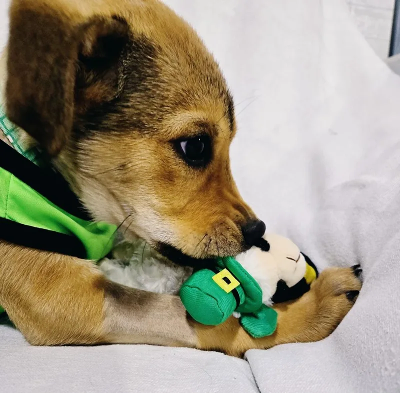 Milo Sun thumbnail 3