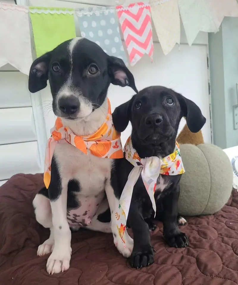 A baby medium-sized female Labrador Retriever dog named Macy for adoption in Rincon, PR