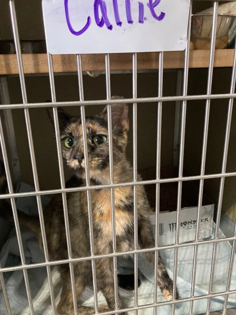 An adult medium-sized female Domestic Short Hair cat named Callie for adoption in Pierceton, IN