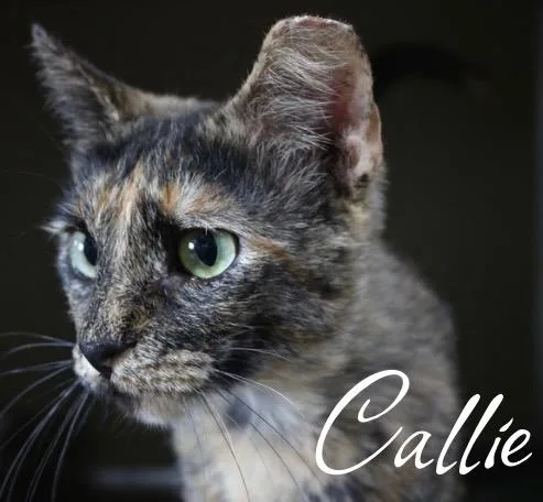 Callie thumbnail 2