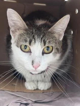An adult medium-sized female Domestic Short Hair cat named Berry Pop for adoption in West Chester, PA