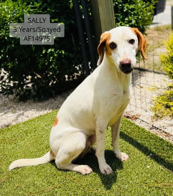 Sally