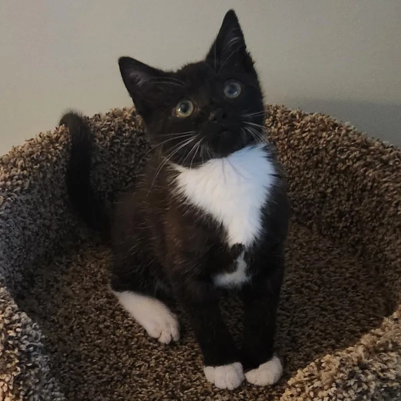 A baby small-sized male Black Domestic Short Hair cat named Mickey for adoption in Richmond, VA