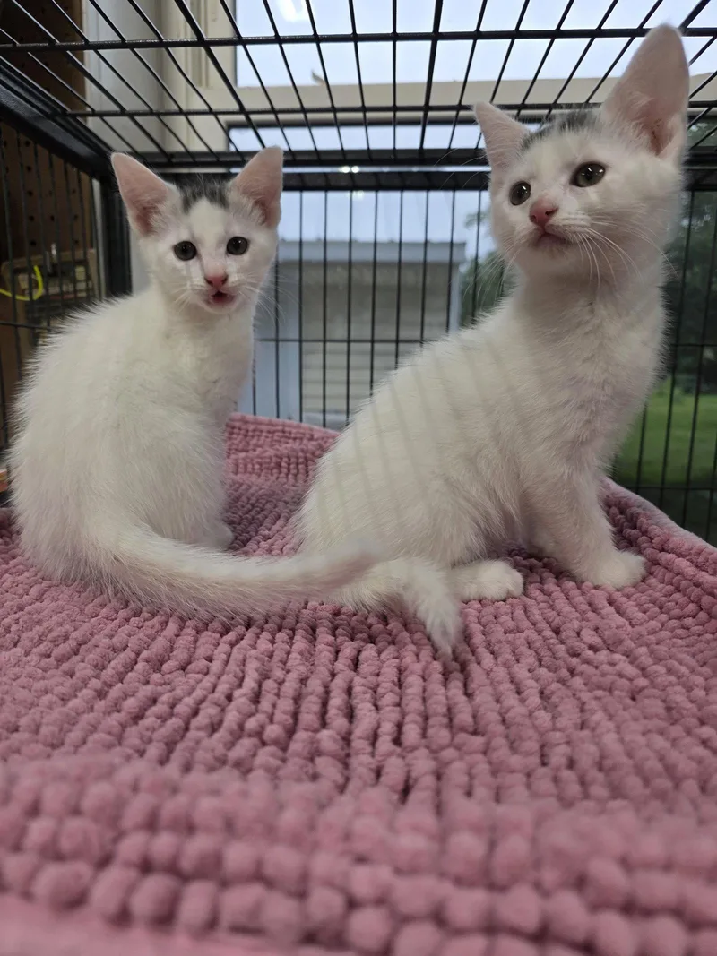 A baby medium-sized male Domestic Short Hair cat named Mullett for adoption in Trenton, NJ