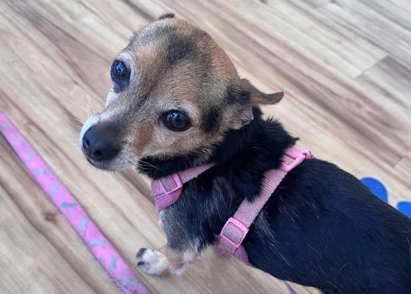 An adult small-sized female Tricolor (Brown, Black, & White) Chihuahua dog named ChiChi for adoption in Little Elm, TX