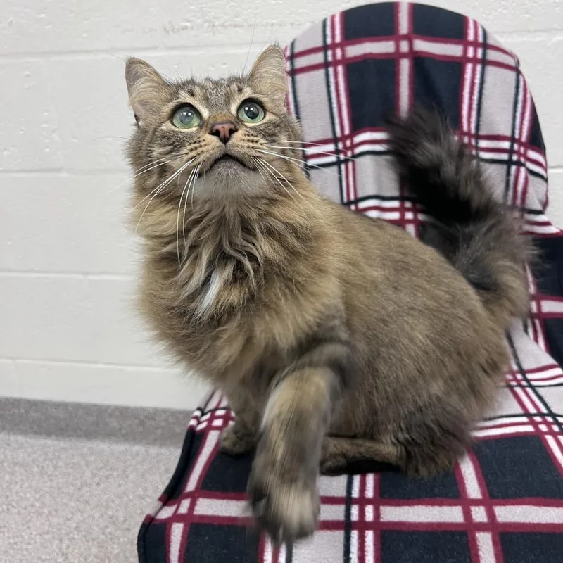 An adult medium-sized female Brown / Chocolate Domestic Long Hair cat named Paisley for adoption in Sarasota, FL