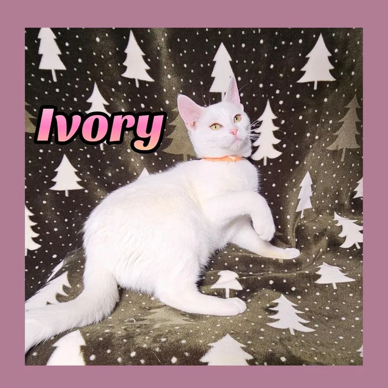 Ivory