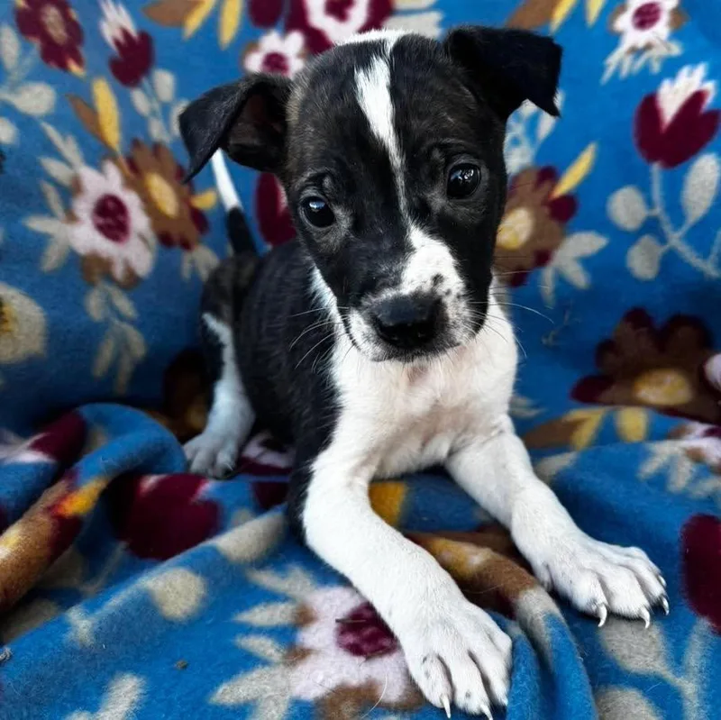 A baby small-sized male Terrier dog named Tiffin for adoption in Grand Bay, AL