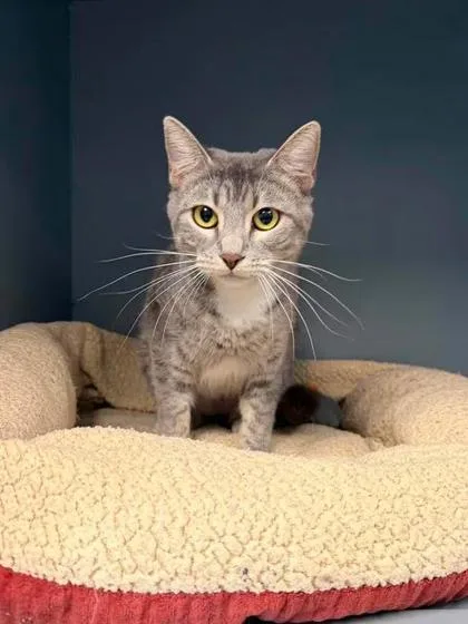 A young small-sized female Domestic Short Hair cat named Emerald Jade for adoption in Aberdeen, SD