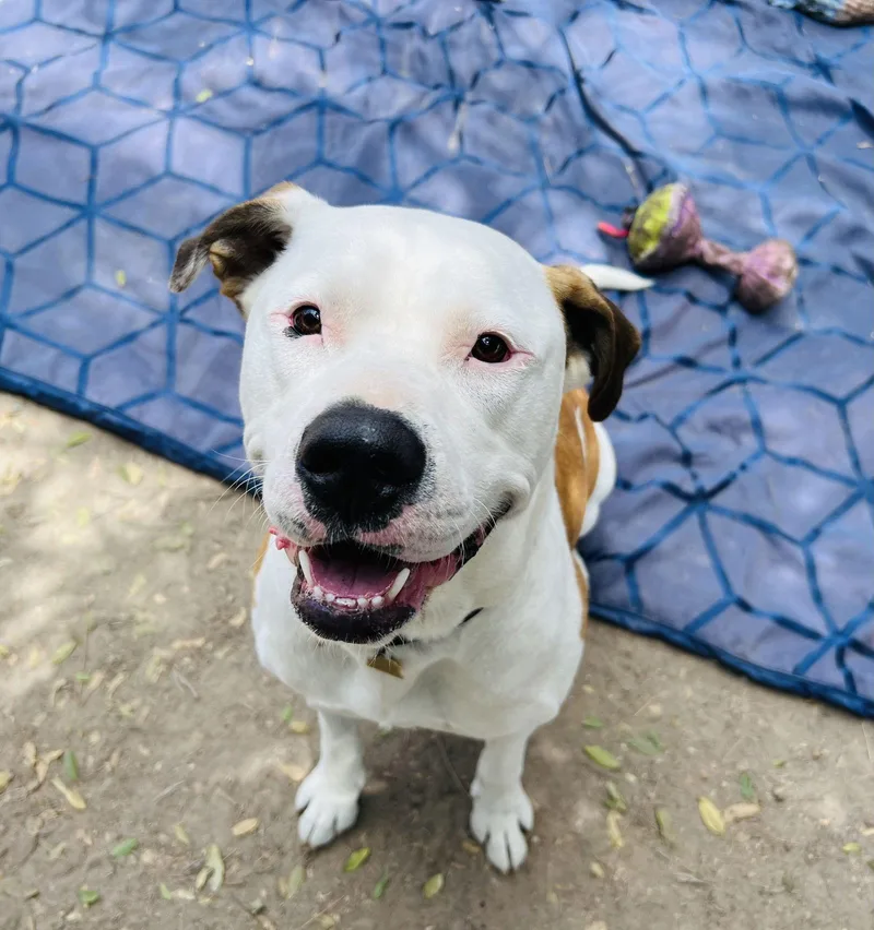 Bronson And Hardy thumbnail 2