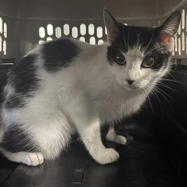 An adult medium-sized female Domestic Short Hair cat named Fiona for adoption in Des Moines, IA