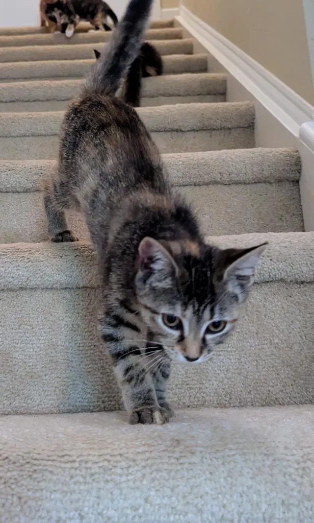 A baby medium-sized female Domestic Short Hair cat named Waverly for adoption in Youngsville, NC