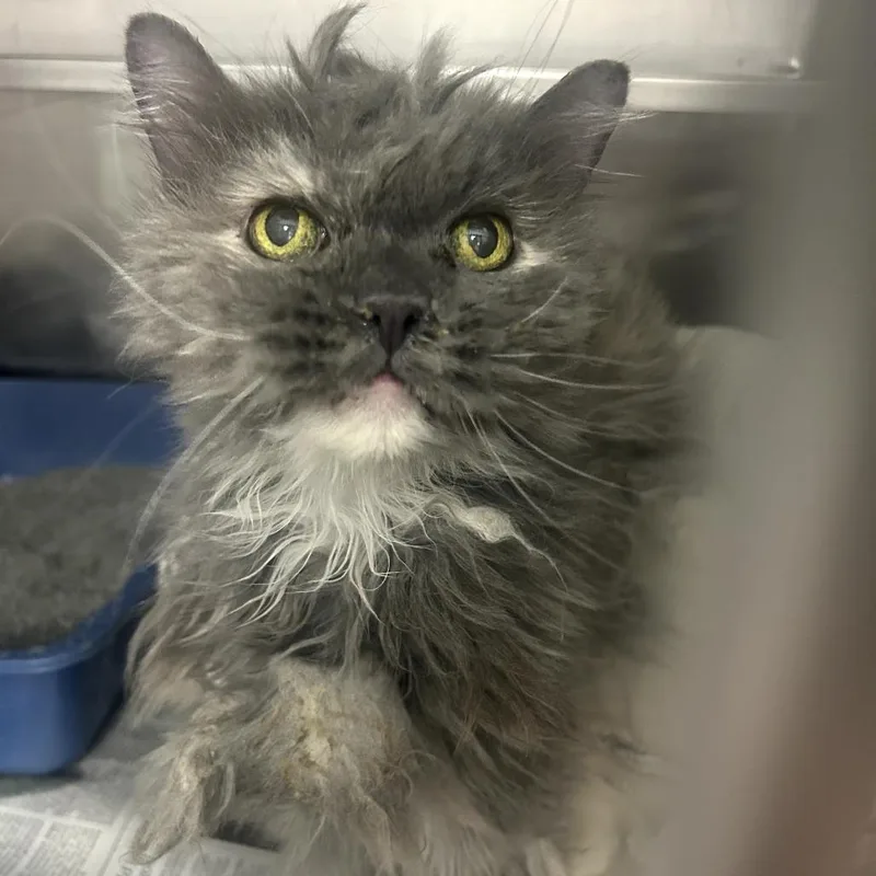 A senior medium-sized female Tortoiseshell Persian cat named Mavis Rose C for adoption in Princeton, MN
