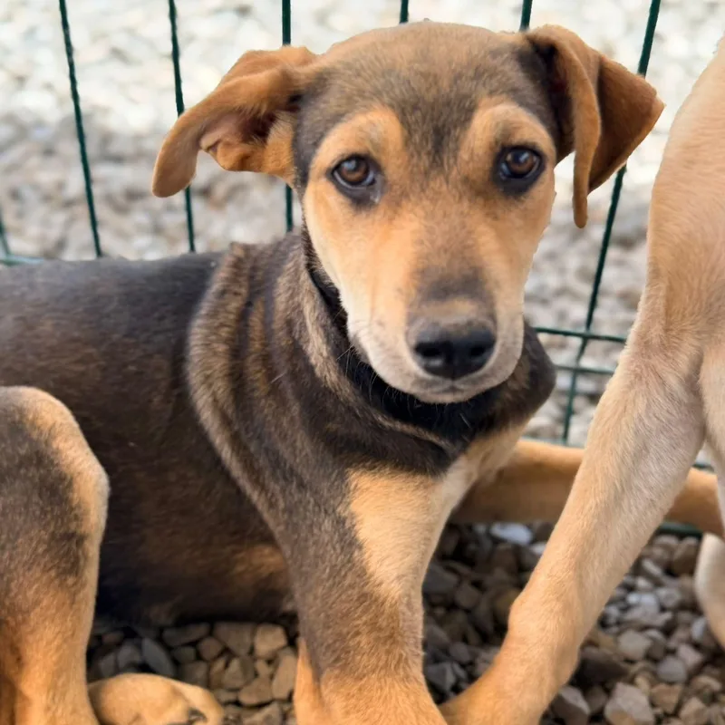 A baby medium-sized female Tricolor (Brown, Black, & White) Hound dog named Nala for adoption in Manvel, TX