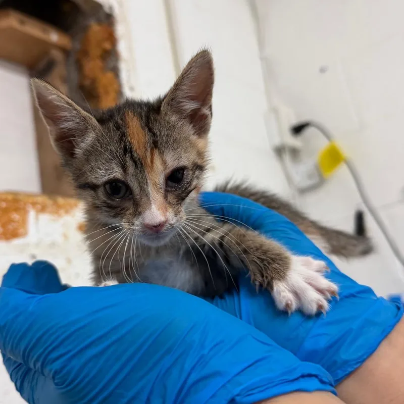A baby small-sized female Brown / Chocolate Domestic Short Hair cat named Heinz for adoption in Edinburg, TX