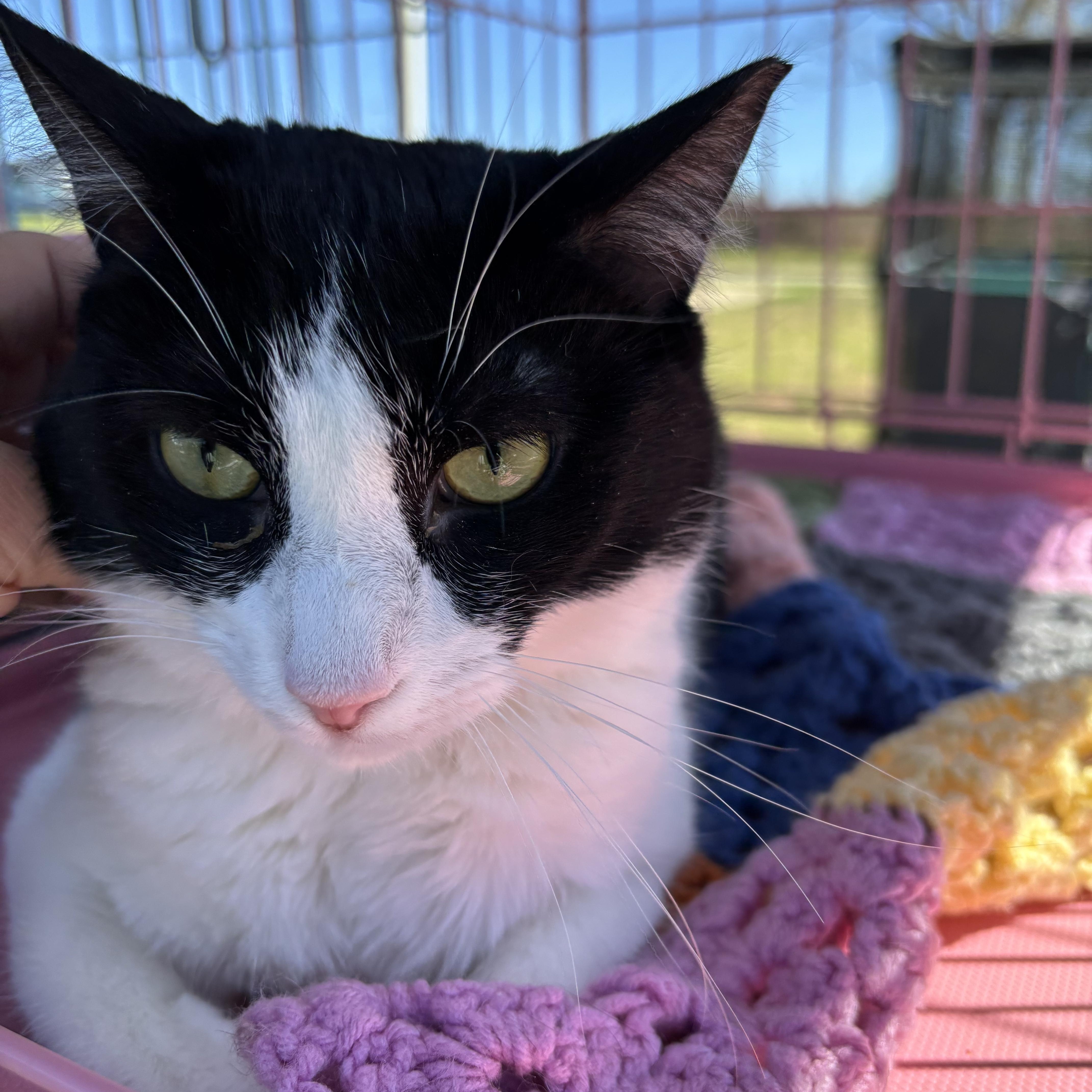 An adult medium-sized male Black & White / Tuxedo Domestic Short Hair cat named Oreo for adoption in Easley, SC