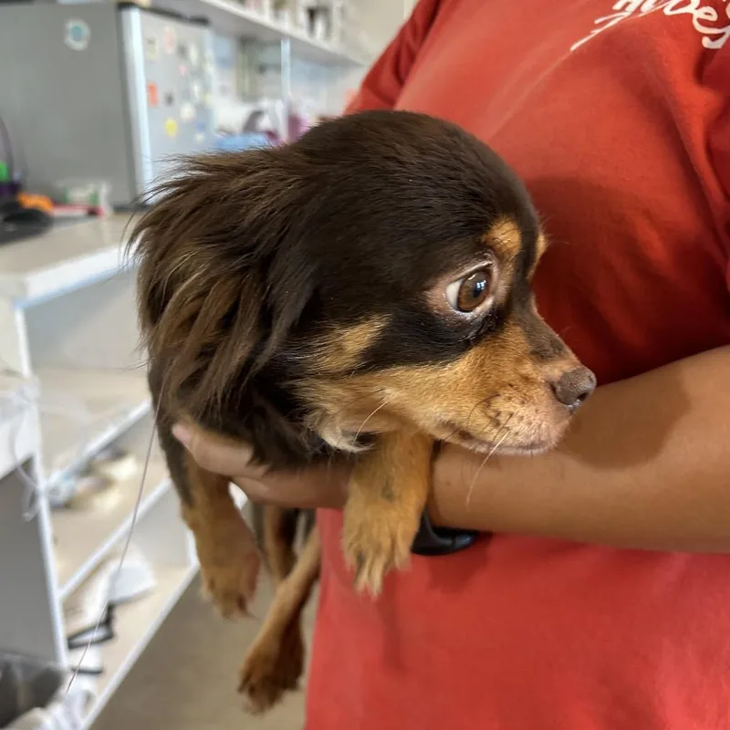 An adult small-sized female Brown / Chocolate Mixed Breed dog named Kiki for adoption in Leander, TX