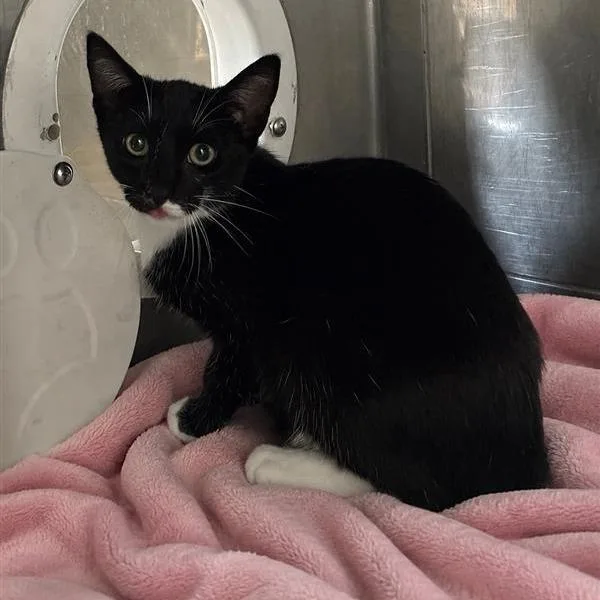 A young medium-sized male Black Domestic Short Hair cat named Simon for adoption in Hawthorne, CA