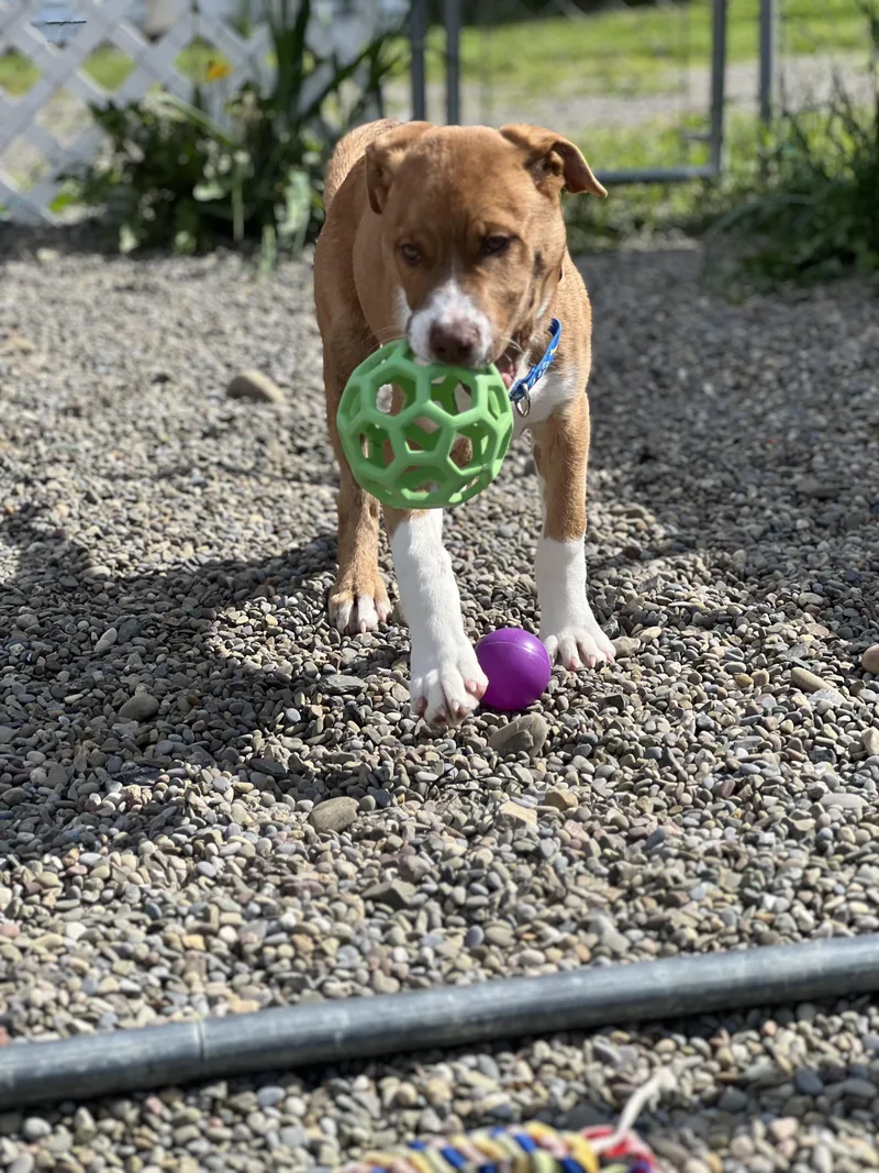 A young medium-sized male Red / Chestnut / Orange Mixed Breed dog named Oliver for adoption in Elmira, NY