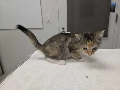 A baby small-sized female White Domestic Short Hair cat named Triscuit for adoption in Kansas City, MO