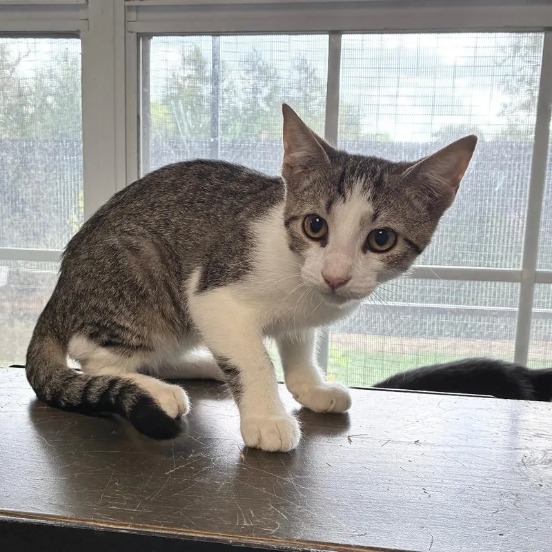 A baby small-sized male Gray / Blue / Silver Domestic Short Hair cat named Cup or Bowl for adoption in Carencro, LA