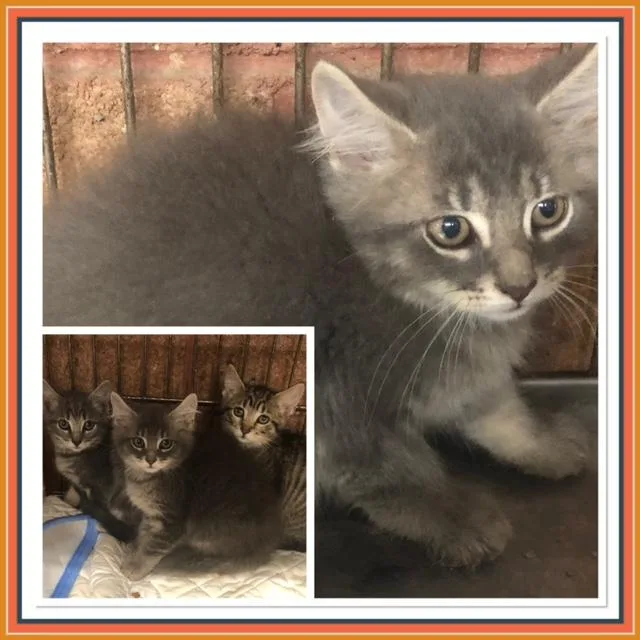A baby small-sized female Tabby (Gray / Blue / Silver) Domestic Long Hair cat named Abaxis for adoption in Buckhannon, WV