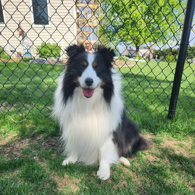 A senior medium-sized male Shetland Sheepdog / Sheltie dog named Stark for adoption in Fargo, ND