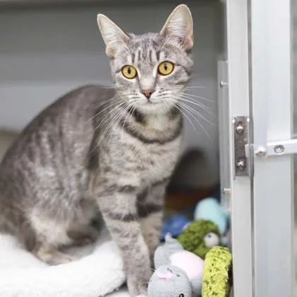 An adult small-sized female Gray / Blue / Silver Domestic Short Hair cat named Sunny Meadow for adoption in Atlanta, GA