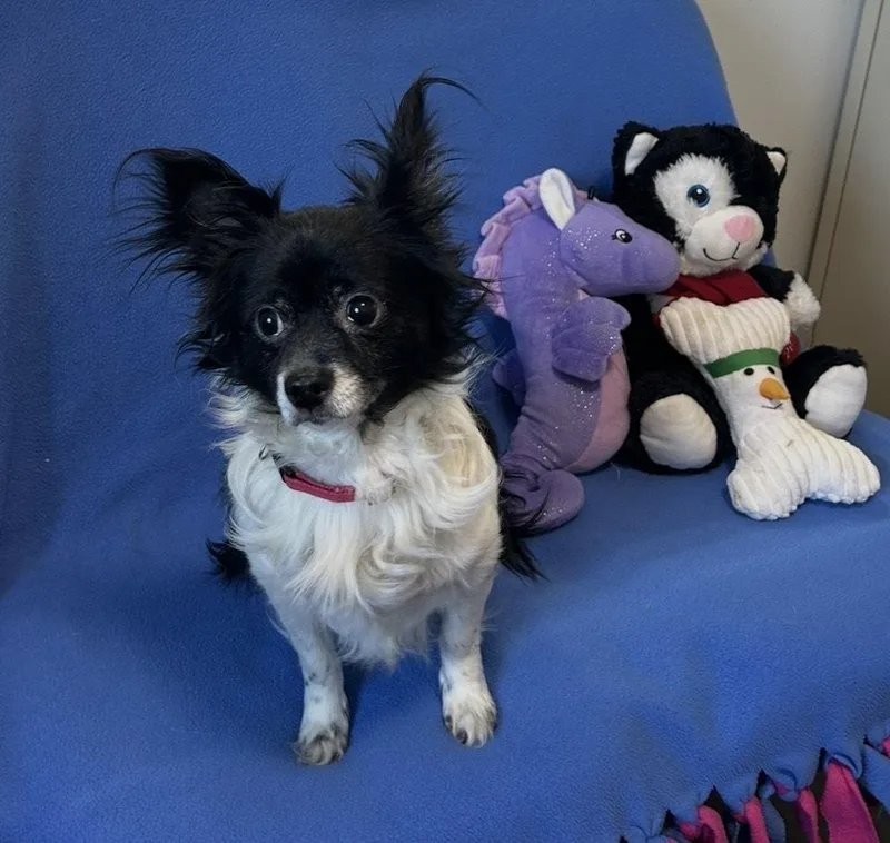 An adult small-sized male Tricolor (Brown, Black, & White) Papillon dog named Figgy for adoption in Cedartown, GA