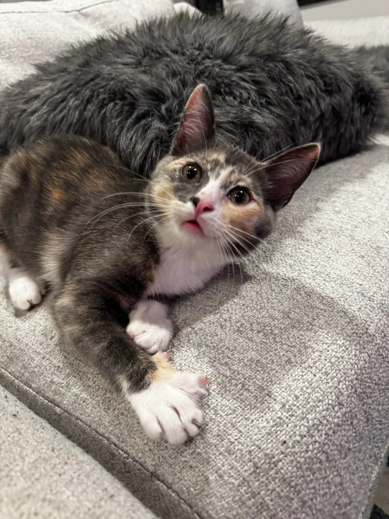 Carolina thumbnail 2