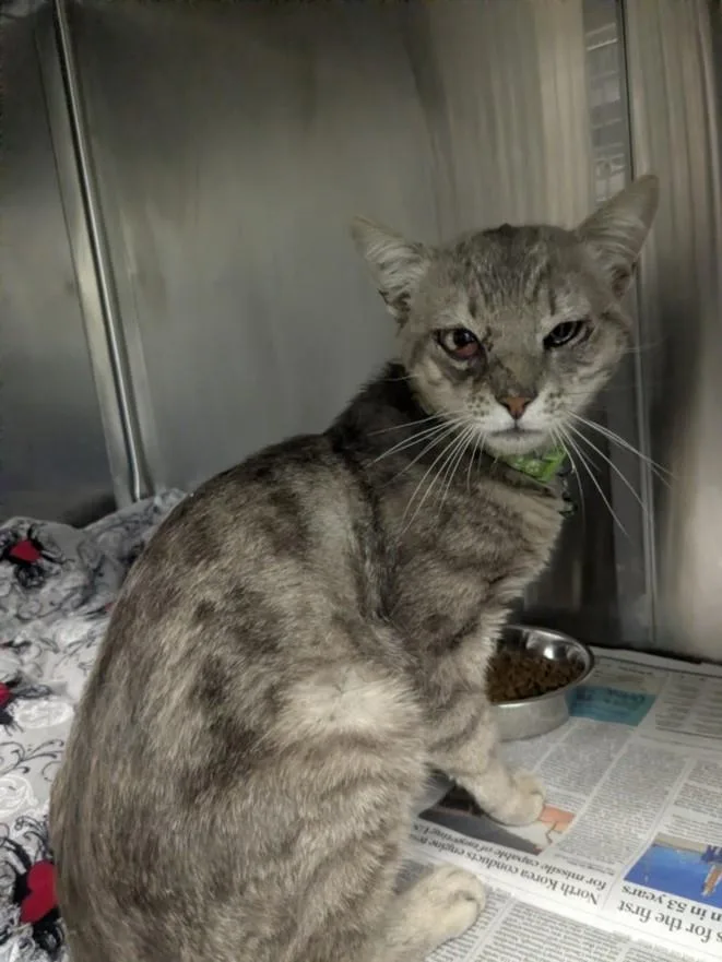 A young medium-sized male Domestic Short Hair cat named Taco for adoption in Hayward, CA