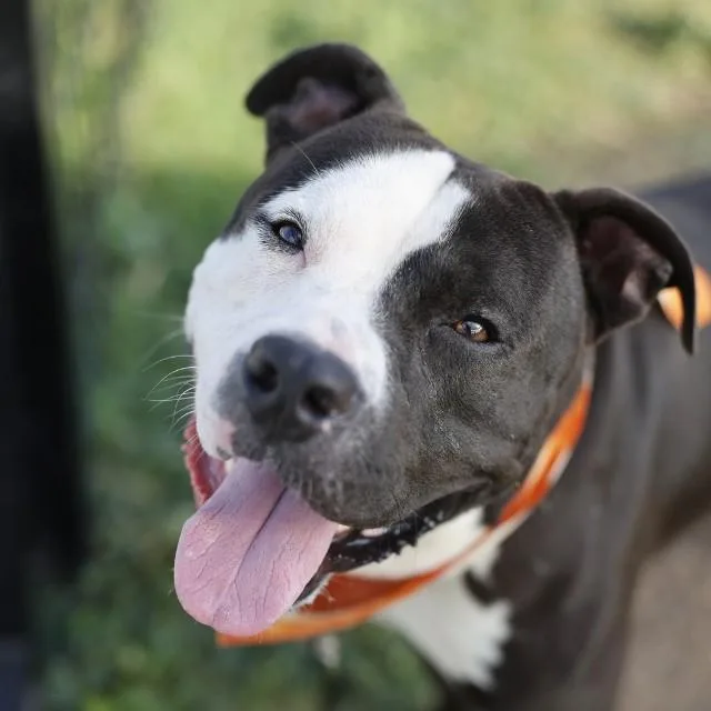 An adult medium-sized male American Staffordshire Terrier dog named Mr. Pickles for adoption in San Antonio, TX