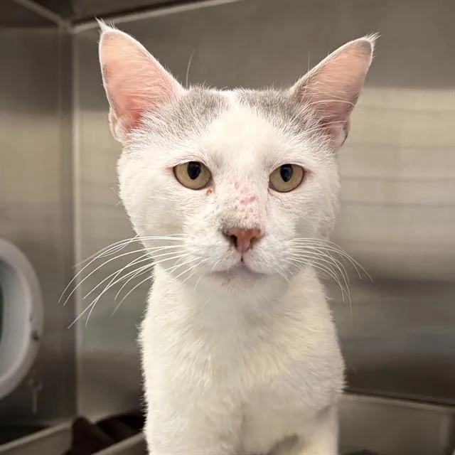 A young small-sized male Domestic Short Hair cat named Sherlock for adoption in Centerville, MA