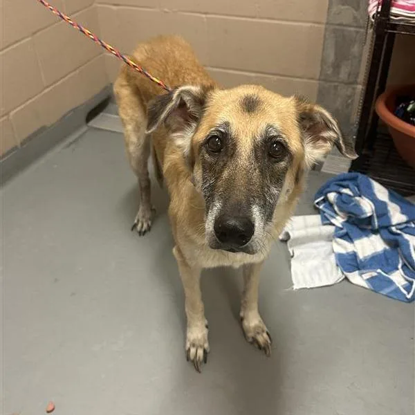 A senior medium-sized female Yellow / Tan / Blond / Fawn German Shepherd Dog dog named Brandy for adoption in Tacoma, WA
