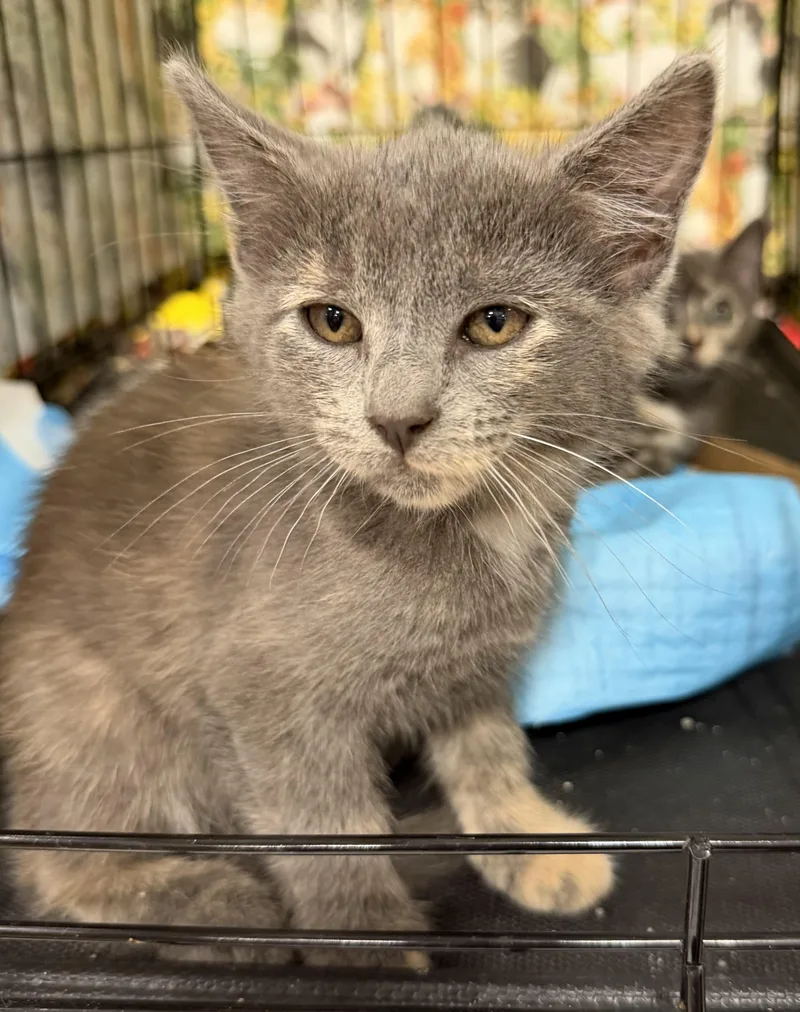 A baby medium-sized female Dilute Tortoiseshell cat named Luna for adoption in Bridgeton, NC