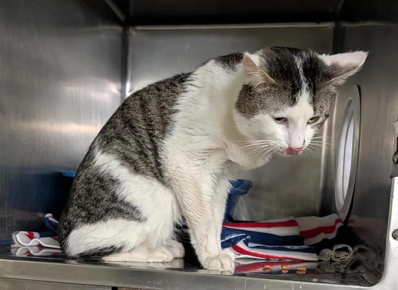 An adult large-sized male Tabby (Brown / Chocolate) Tabby cat named Stoic for adoption in Marietta, OH