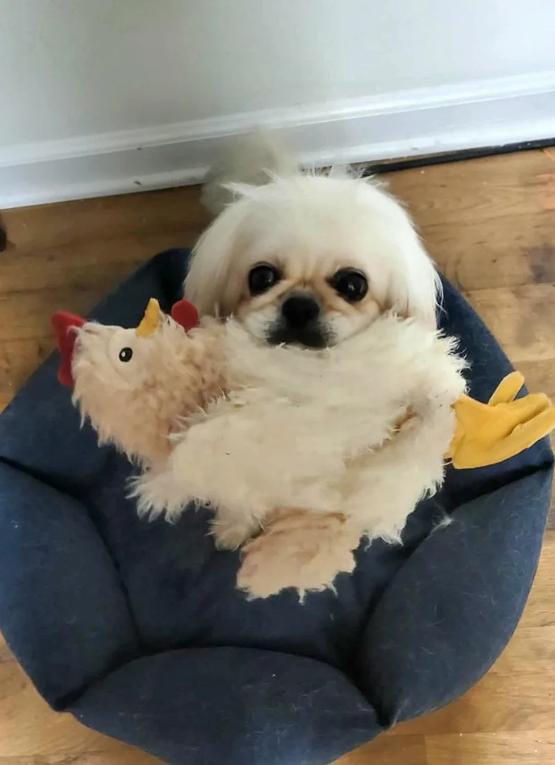 An adult small-sized female Pekingese dog named Faith for adoption in Auburn, GA