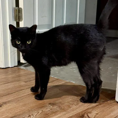 A baby small-sized male Domestic Short Hair cat named Anchor for adoption in Knoxville, TN