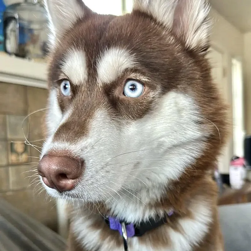 Tindra