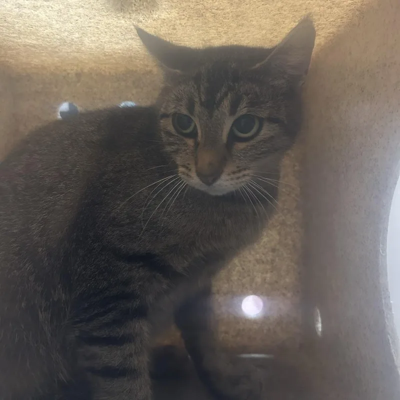 Working Cat Kittitas