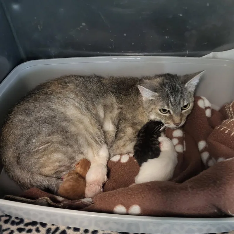 An adult medium-sized female Buff / Tan / Fawn American Shorthair cat named Cola for adoption in Greenfield, IN