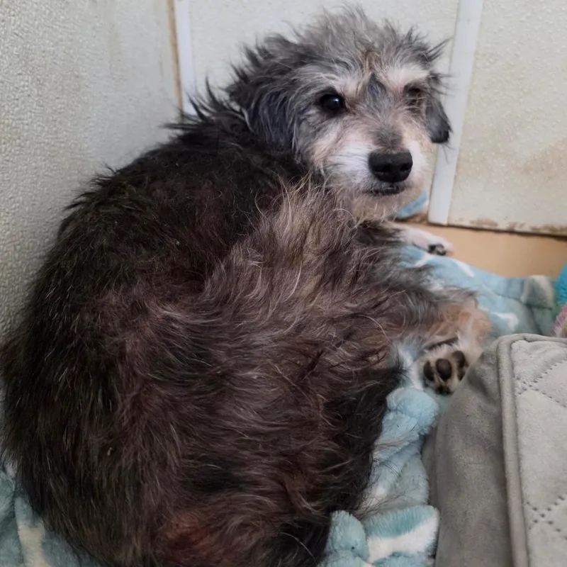 Khai  Chino Hills thumbnail 2