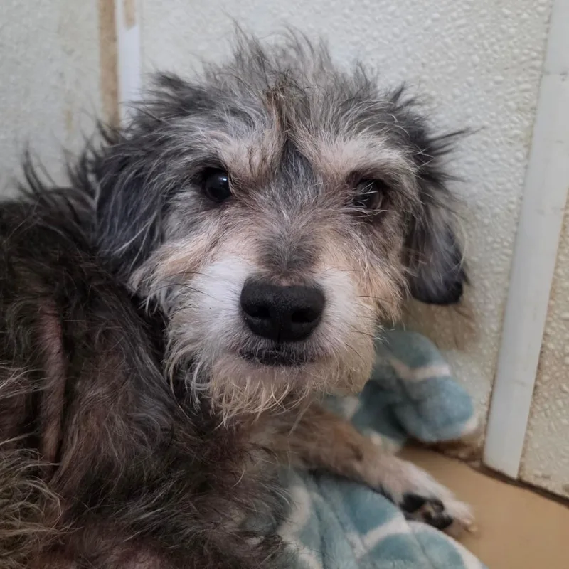 Khai  Chino Hills thumbnail 3