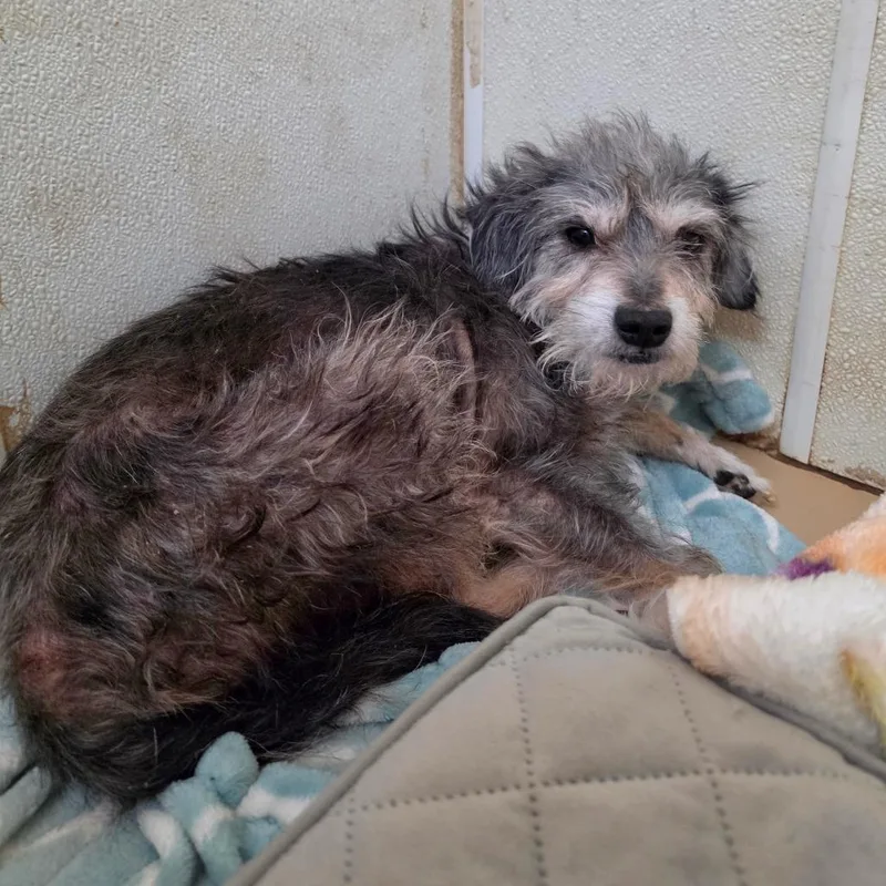 Khai  Chino Hills thumbnail 4