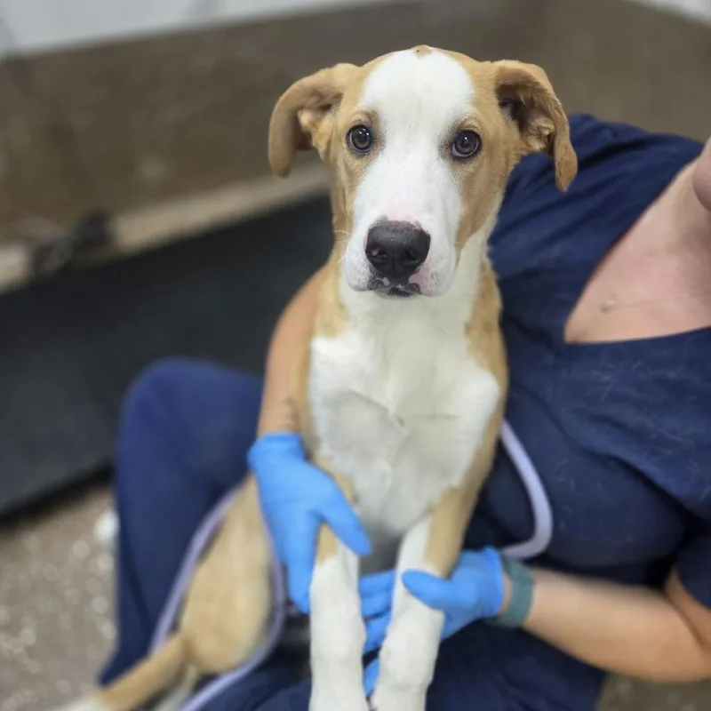 A baby medium-sized male Yellow / Tan / Blond / Fawn Retriever dog named Hush for adoption in Incline Village, NV
