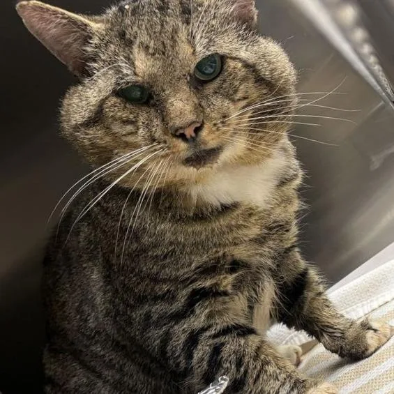 An adult large-sized male Domestic Short Hair cat named Brett for adoption in Asheville, NC