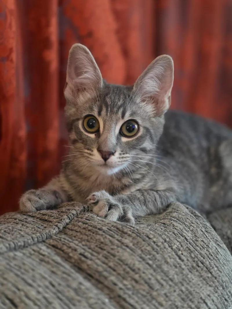 A baby small-sized male Tabby (Gray / Blue / Silver) Domestic Short Hair cat named Frodo for adoption in Tucson, AZ