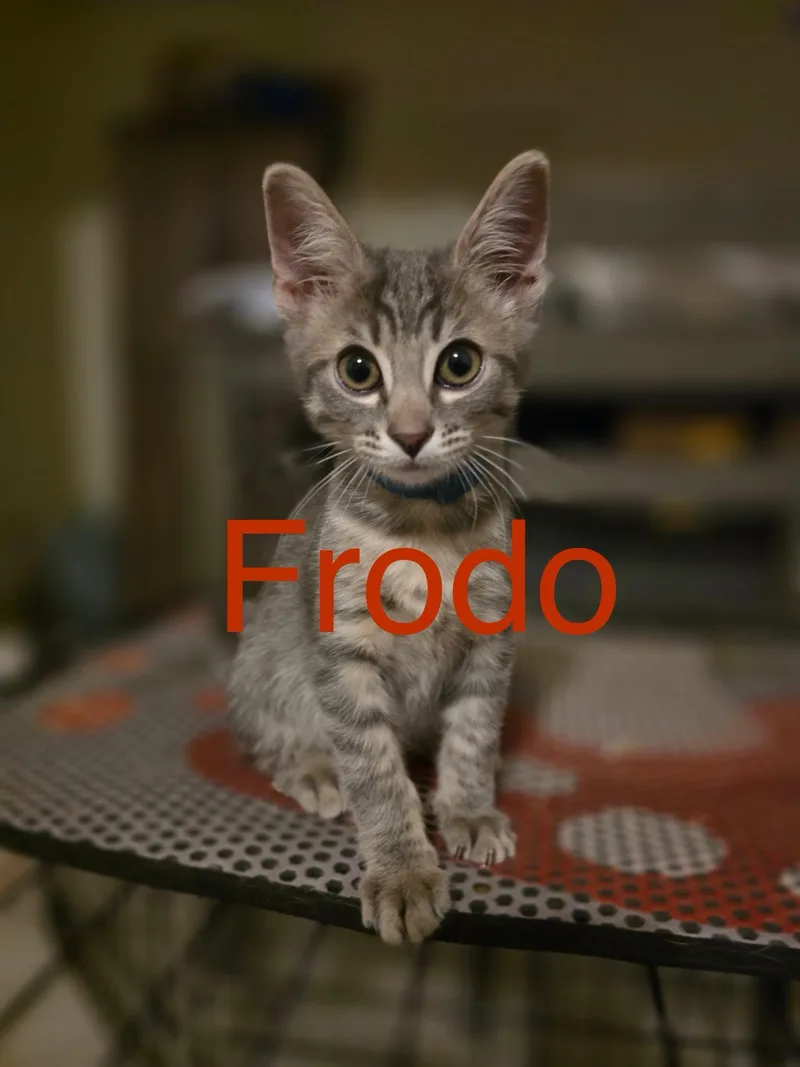 Frodo thumbnail 2