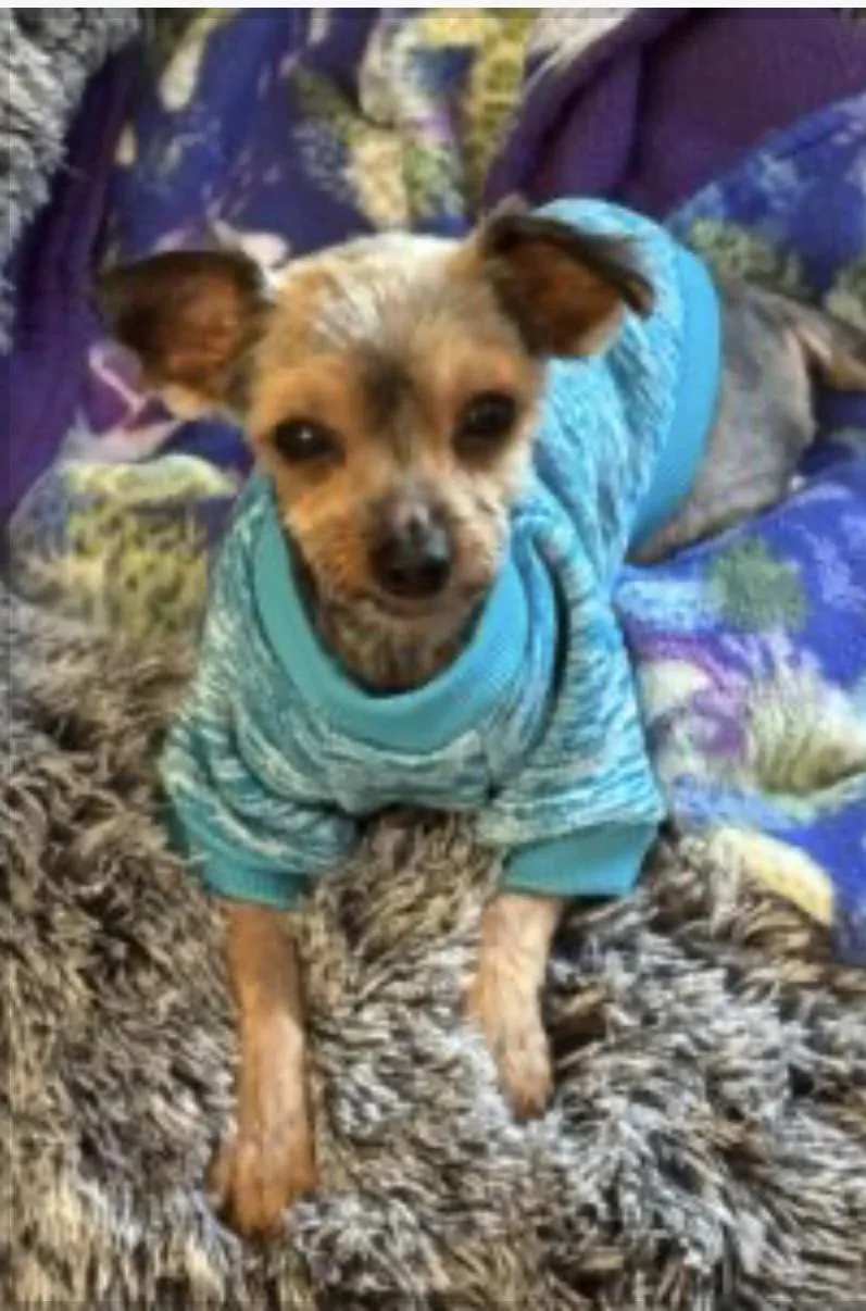 A senior small-sized male Yorkshire Terrier dog named Bear Bear for adoption in Norfolk, VA
