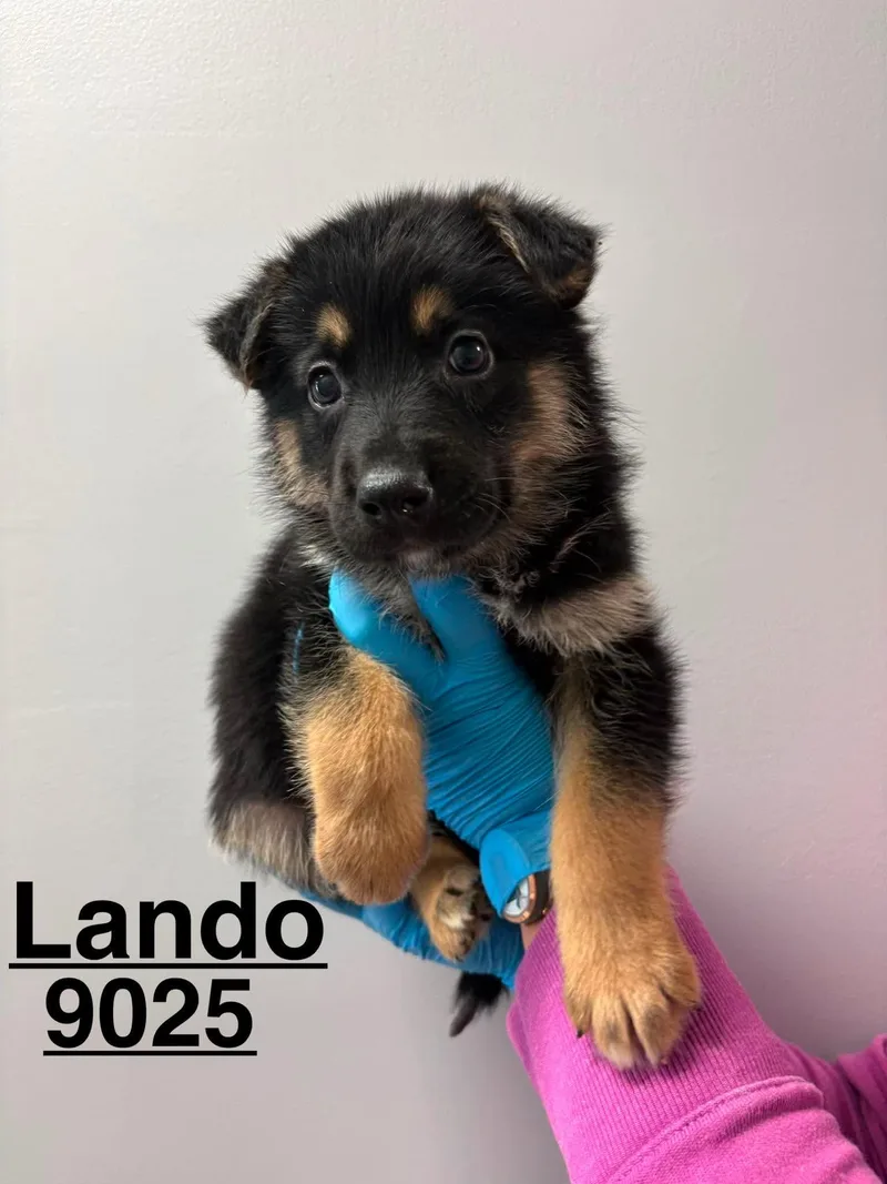 Lando